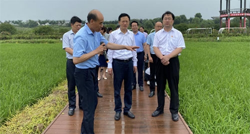 2021年7月2日荆门市市委书记王祺扬来沙调研督办“一袋米”工程，调研洪森香稻公司和特优香稻试验示范基地