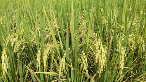 早稻如何种植