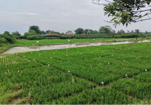 五常大米生产环境有哪些要求